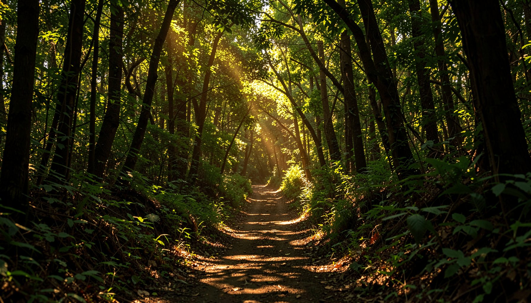 Sunlight filtering through a dense green forest canopy onto a woodland trail, with warm golden tones and deep earthy shadows.