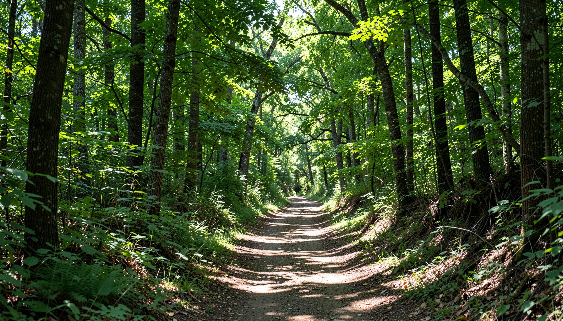 A serene woodland trail winding through Caesar Creek State Park, dappled sunlight filtering through a canopy of green leaves onto the earthy path